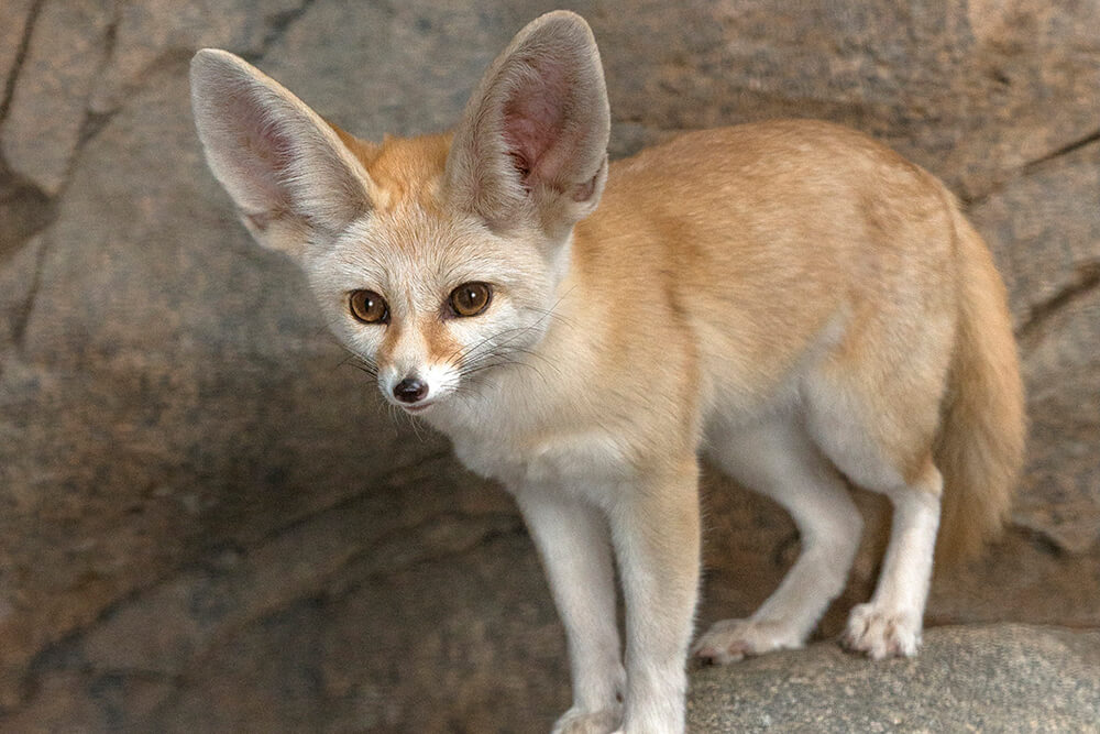 A.P. Exotic Fauna Farm — franchise photo